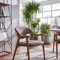 Modern Curve Dining Chair